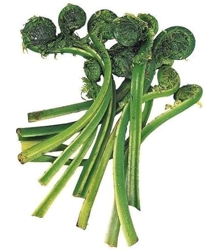 Amazon.co.jp: 【紫桜館山の花屋】ワラビ 素掘り苗5株 山菜苗/シダ植物